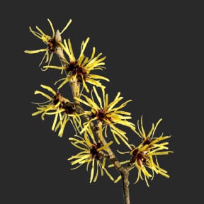 Ina Labs Ingredient